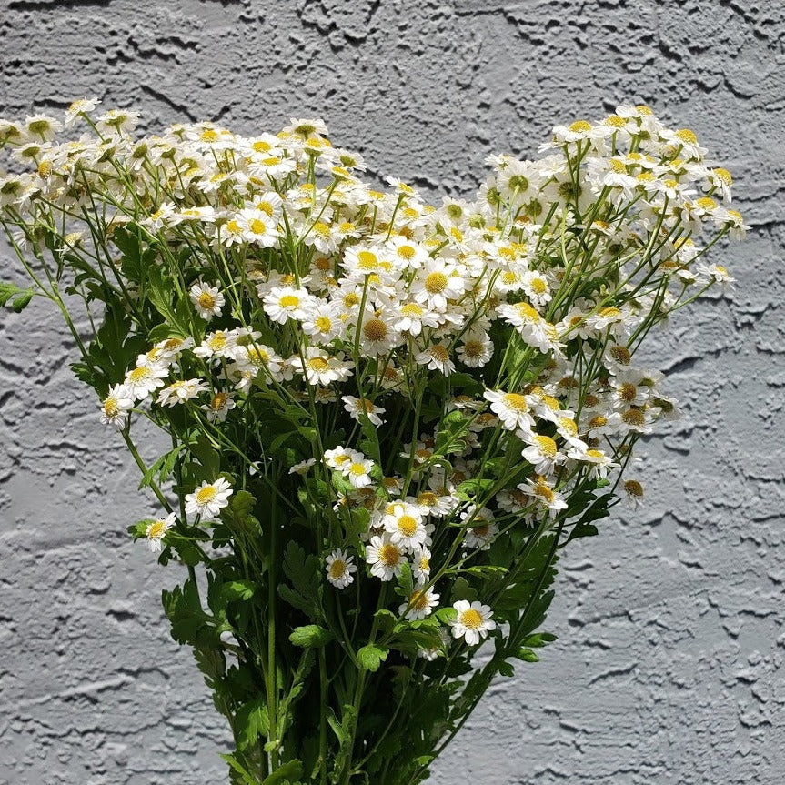 Feverfew